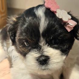 Saydie - Black and white female Shichon puppy in Upland, California from IDREAMOFPUPPIES