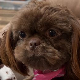 Shih Tzus from I Shih Tzu not Puppies of the Gulf Coast