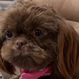 Shih Tzus from I Shih Tzu not Puppies of the Gulf Coast