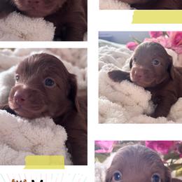 Moose - Chocolate male Dachshund puppy in Bentonville, Arkansas from T & D Dachshunds by design
