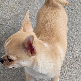 Chihuahua Puppies from Lo's Chihuahuas