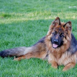 Vali - German Shepherd