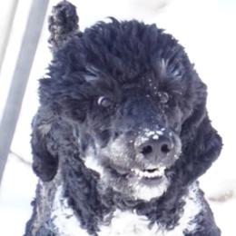 Zombie  - Poodle