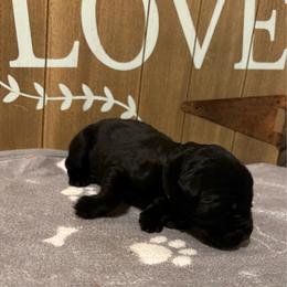 Island - Black male Giant Schnauzer puppy in Houston, Texas from Elevated Pearl Giants