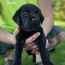 Red Collar- Male - Black male Labrador Retriever puppy in Boyd, Minnesota from Lindley Labradors