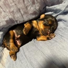 Archer (AKC Tiny) - Black and tan male Yorkshire Terrier puppy in Fairview, West Virginia from Prims Puppies LLC