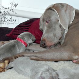 Weimaraner Puppies from Platinum Weimaraners