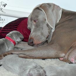 Weimaraner Puppies from Platinum Weimaraners