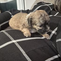 Lucky - Merle male Shichon puppy in Pacolet, South Carolina from Kelli's Kennels