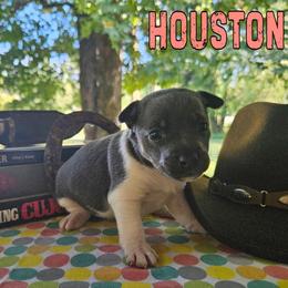 Houston - Blue white and tan female Rat Terrier puppy in Lynn, Alabama from Cryptic Rat Terriers