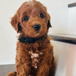 Pink boy - Red  male Goldendoodle puppy in Denison, Iowa from Violet View Iowa Goldendoodles