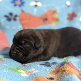 Black no collar - Black brindle male Cane Corso puppy in Paris, Texas from Knucklehead Cane Corso
