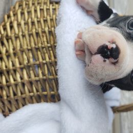 Boston Terrier Puppies from Dixieland Bostons