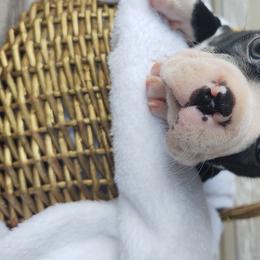 Boston Terrier Puppies from Dixieland Bostons