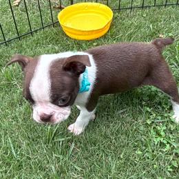 M. Red Boy (teal collar) - Red male Boston Terrier puppy in Mc Donough, Georgia from Ballard Boston Terriers