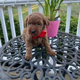 Samuel - Red  male Goldendoodle puppy in Mint Hill, North Carolina from DoodleForever