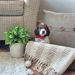 AKC Meet Jasper :) - Piebald male Dachshund puppy in Centerville, Iowa from Barnyard Dachshunds, Dals & Doodles