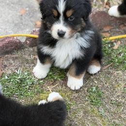 Agate - Black tri-color male Australian Shepherd puppy in Augusta, Georgia from Incendia Aussies & Dobies