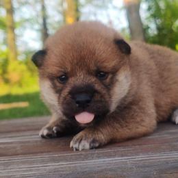 Dusty - Red male Shiba Inu puppy in Clayton, Illinois from Adorable-Puppies