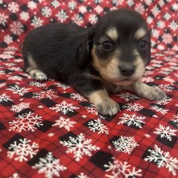 Black and cream - Black and cream male Dachshund puppy in Galax, Virginia from Dells  Dachshund’s