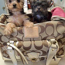 Yorkshire Terrier Puppies from The Yorkies and Us