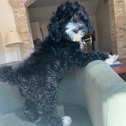 Jingle bell - Black and white female Cockapoo puppy in Tucson, Arizona from Demi Marie