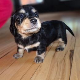 Girl 1 - Black and tan female Dachshund puppy in Rutherfordton, North Carolina from Ziva's Friends