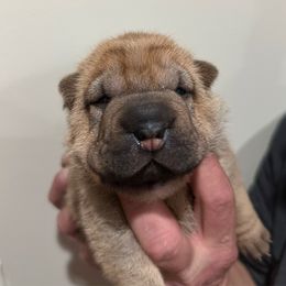 Autumn - Red fawn female Chinese Shar-Pei puppy in China, Michigan from Blackwitch Farms