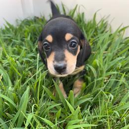 Harbor - Black and tan female Dachshund puppy in Bremen, Georgia from Asapp’s Sweet and Spicy Dachshunds