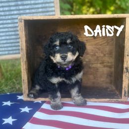 Bernedoodle Puppies from Cobble Creek Puppies