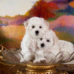 Cotton - White male Bichon Frise puppy in Lindale, Texas from Patchwork Bedlington Terriers and Bichon Frise