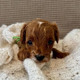 Green Male - Red  male Goldendoodle puppy in Fruita Colorado, Colorado from Oodles of Teacup Doodles