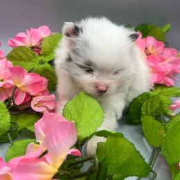 Girl 3 - Blue merle female Pomeranian puppy in Brentwood, California from Royalpawpoms