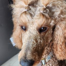 Poodles from Sydney Ramsdell