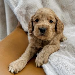 Chester - Red male Cockapoo puppy in Lucas, Ohio from Willow Lane Puppy