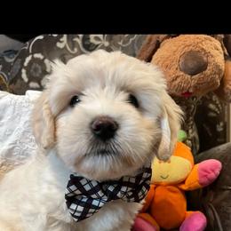 Remi - White male Coton de Tulear puppy in Freeport, Texas from H❤️PE COTONS