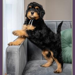Rex - Black male Bernedoodle puppy in Connersville, Indiana from Deaz Doodle Ranch