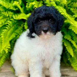 Red - Black tri-color female Aussiedoodle puppy in Lancaster, Minnesota from Finney Ranch