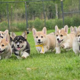 German Shepherds and Pembroke Welsh Corgis from Corgi Bliss Pembroke Welsh Corgis