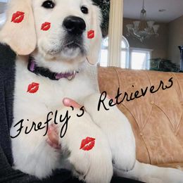 Golden Retriever Puppies from Firefly’s Retrievers