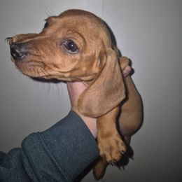 Red boy - Red male Dachshund puppy in Madisonville, Tennessee from LaRose Farm & Kennels