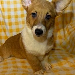 Girl 1 - Red female Pembroke Welsh Corgi puppy in Surprise, Arizona from Ruff and Rowdy Corgis