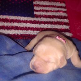 Pink collar - Yellow female Labrador Retriever puppy in Holyoke, Massachusetts from Urban Oak Labradors LLC