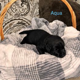 Boy 5 - Labrador Retriever puppy in Charleston, Maine from Puddledock Pups