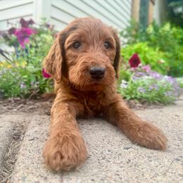 Mason - Red male Irish Doodle puppy in Hammond, Wisconsin from Queen of the Hill Puppies