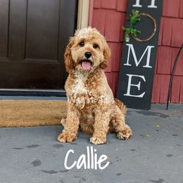 Callie - Cavapoo
