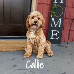Callie - Cavapoo