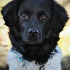 Stabyhouns from Cascata Del Pacifico Kennel