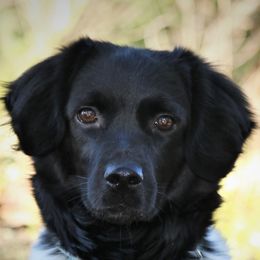 Stabyhouns from Cascata Del Pacifico Kennel