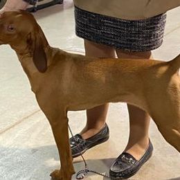 Vizslas from ProClub Good Dog